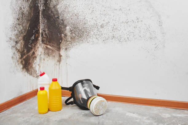 Best Black Mold Removal  in Lazy Mountain, AK