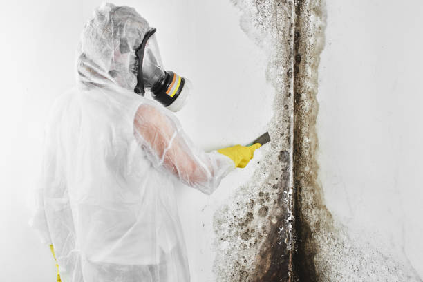 Best Mold Removal Company Near Me  in Lazy Mountain, AK