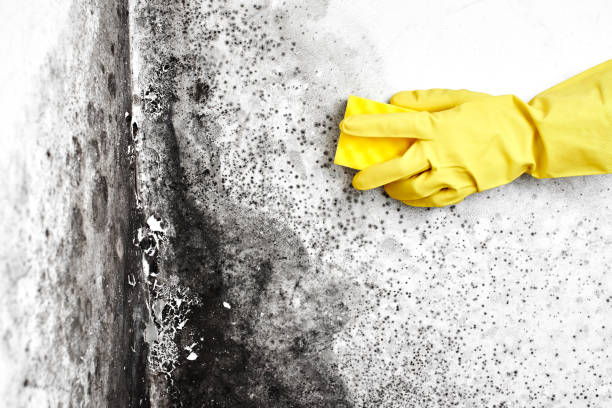 Best Affordable Mold Removal  in Lazy Mountain, AK