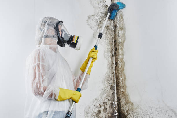 Best Mold Cleaning Services  in Lazy Mountain, AK