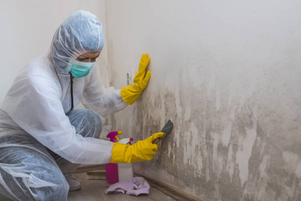 Best Home Mold Removal  in Lazy Mountain, AK