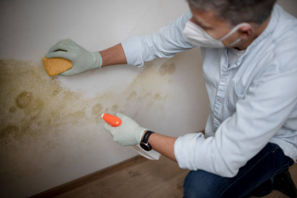 Professional Mold Removal in Lazy Mountain, AK