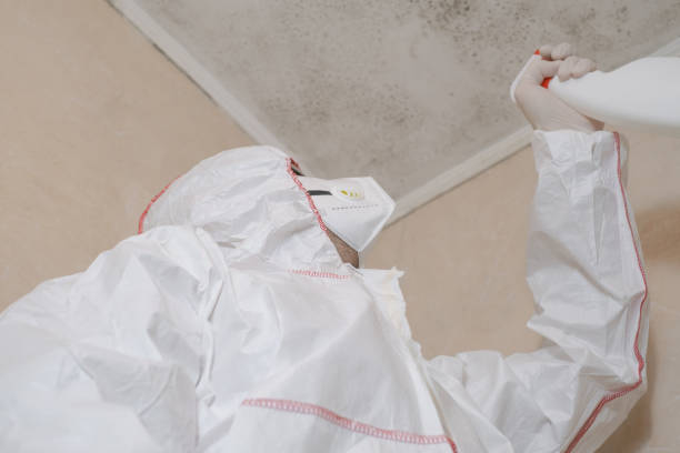Best Home Mold Removal  in Lazy Mountain, AK