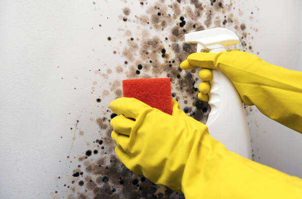 Home Mold Removal in Lazy Mountain, AK