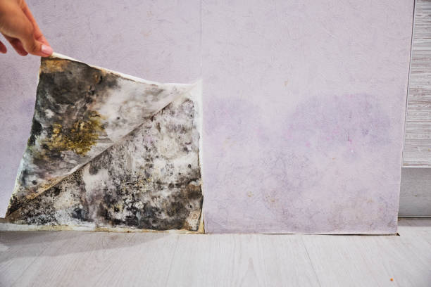 Best Best Mold Removal Companies  in Lazy Mountain, AK